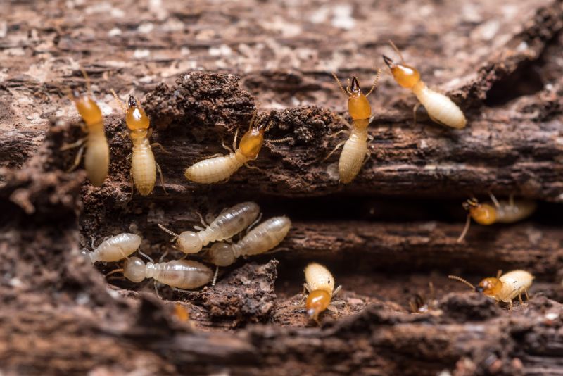 Termites Extermination in Katy, TX