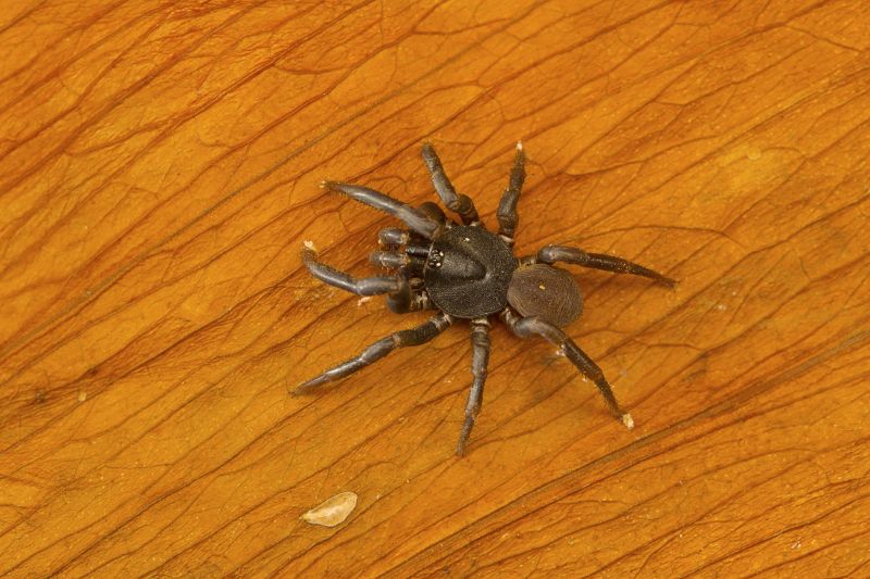 Trapdoor Spider Extermination in Mckinney, TX
