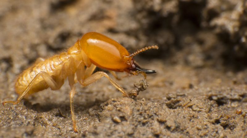Winged Termite Extermination in Katy, TX
