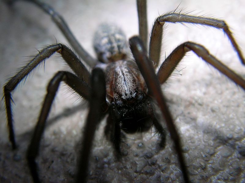 Wolf Spider Removal in New Braunfels, TX